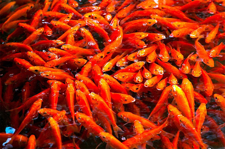 Ca-chep-hoa-rong-va-y-nghia